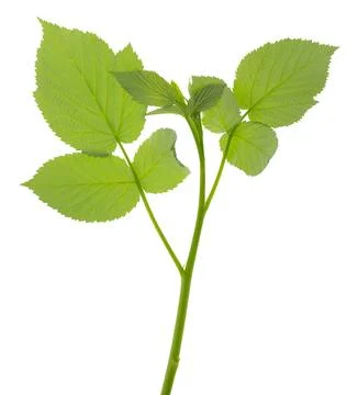 Raspberry bush. Fresh green leaf. Foliage. Raspberries plant leaves. Organi.. Foto stock