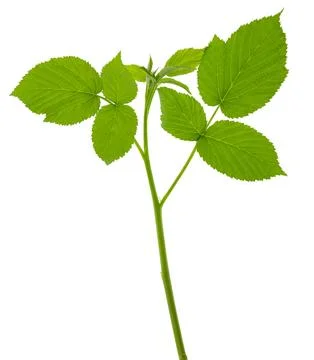 Raspberry bush. Fresh green leaf. Foliage. Raspberries plant leaves. Organi.. Foto stock