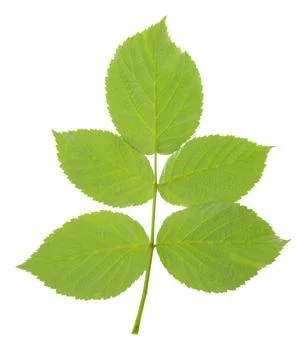 Raspberry bush. Fresh green leaf. Foliage. Raspberries plant leaves. Organi.. Stock Photos