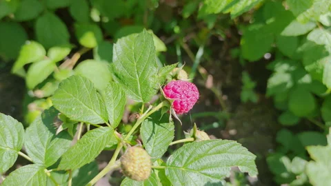 Raspberry bush in the garden Stock Footage 201924804