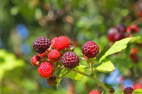 Raspberry bush in a garden. Stock Photos
