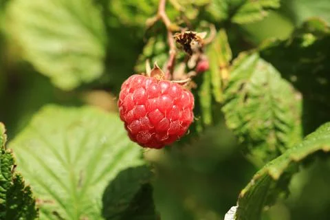 Raspberry on a bush in the garden Stock Photos