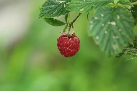 Raspberry on a bush in the garden Stock Photos