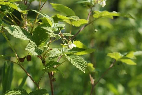 Raspberry bush garden summer spring Stock Photos