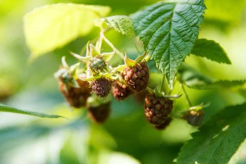 Raspberry bush with green berries not yet ripe, grows and sings in sun Stock Photos