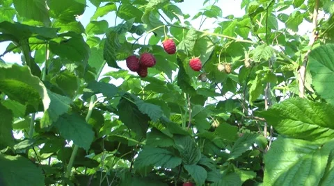 Raspberry bush, kind on the blue sky, zoom out Stock Footage 8562099
