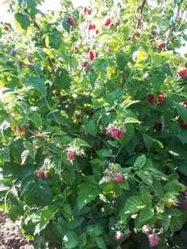 Raspberry bush with large berries Stock Photos
