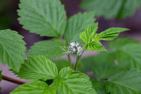 Raspberry bush on natural background. Young leaves on branch of raspberry bush Stock Photos