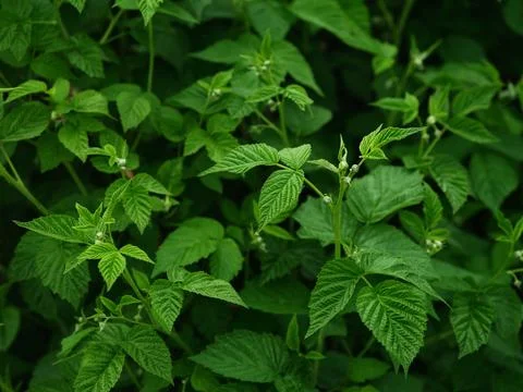 A raspberry bush with no berries on it during spring. Close up. Stock Photos