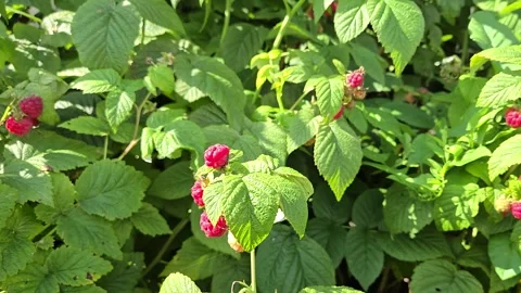 Raspberry on bush in outside garden. Ripe berries in summer. Green natural Stock Footage 315419137