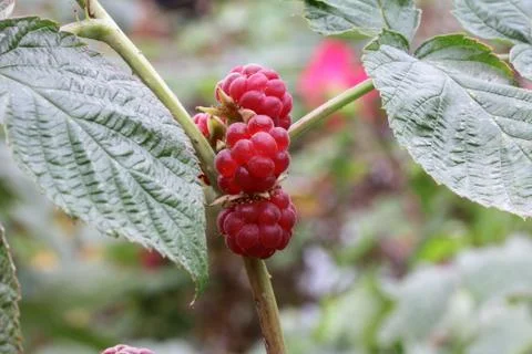 Raspberry bush Stock Photos
