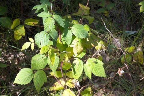 Raspberry bush Stock Photos
