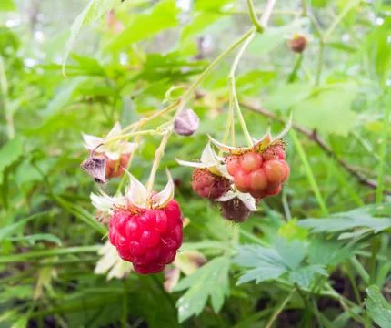 Raspberry on bush Stock Photos
