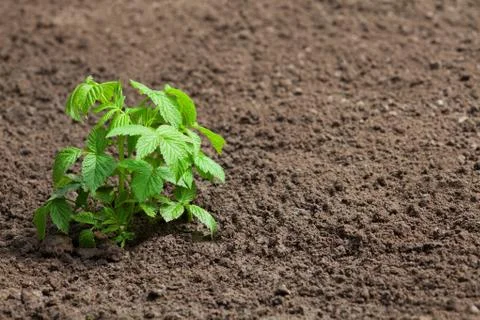 Raspberry bush Stock Photos