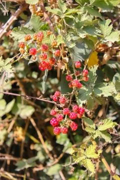 Raspberry bush. Stock Photos