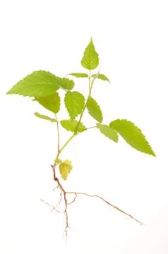 Raspberry bush Foto stock