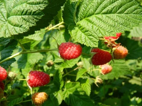 Raspberry bush Stock Photos