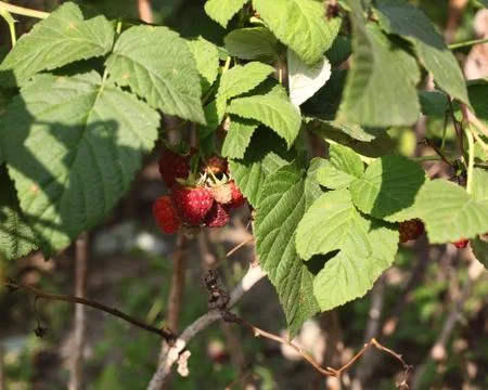 Raspberry bush Stock Photos