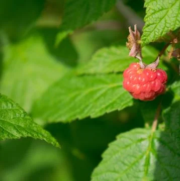 Raspberry on a bush Stock Photos