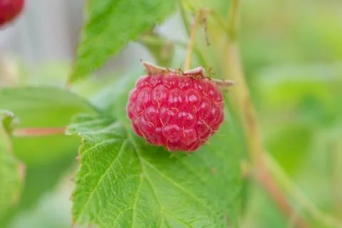 Raspberry on a bush Stock Photos