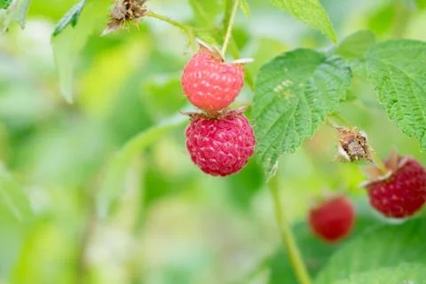 Raspberry on a bush Stock Photos