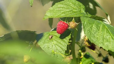 A raspberry bush with a red berry on a leaf Stock Photos