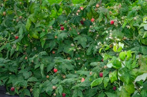 Raspberry bush. Red ripe and not yet ripe raspberry in green foliage. Stock Photos