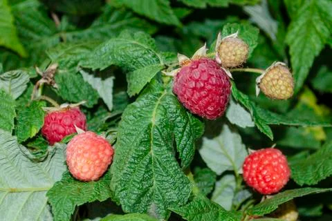 Raspberry bush. Red ripe and not yet ripe raspberry in green foliage. Stock Photos