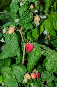 Raspberry bush. Red ripe and not yet ripe raspberry in green foliage. Stock Photos