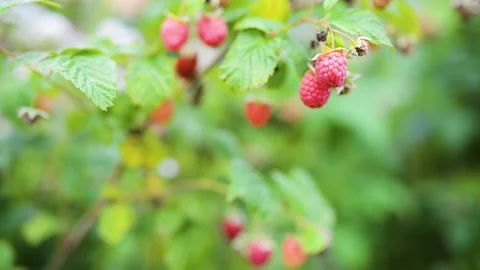 A raspberry bush with ripe red berries sways in the wind. Stock Footage 142477544