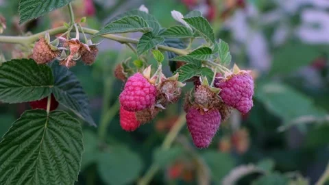Raspberry bush with ripe red berries outdoors. Fresh fruit, organic growing Stock Footage 329249175