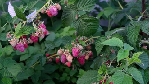 Raspberry bush with ripe red berries outdoors. Fresh fruit, organic growing Stock Footage 329249217