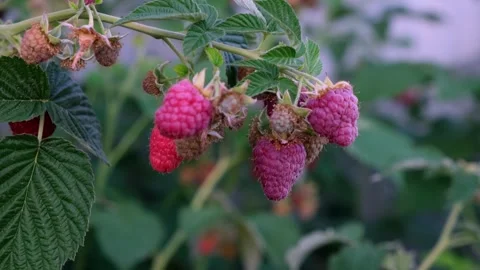 Raspberry bush with ripe red berries outdoors. Fresh fruit, organic growing Stock Footage 329250585