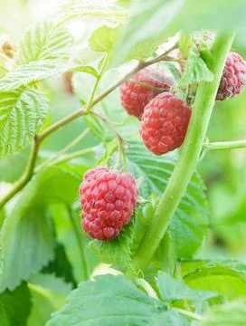 Raspberry bush Ripe red raspberry on the branch closeup Copyright: xZoonar... Stock Photos