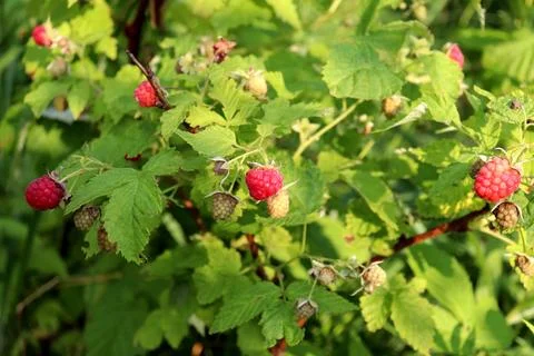 Raspberry bush with ripening berries in partial shade Stock Photos