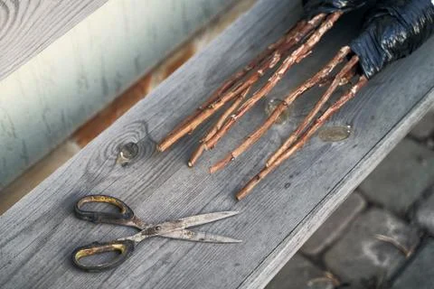 Raspberry bush saplings seedlings ready to be planted on the wooden garden bench Stock Photos