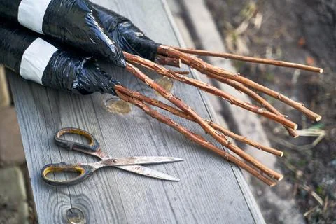Raspberry bush saplings seedlings ready to be planted on the wooden garden bench Stock Photos