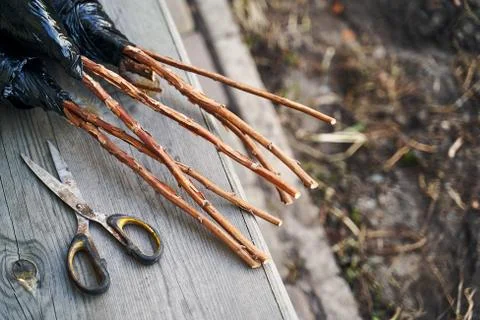 Raspberry bush saplings seedlings ready to be planted on the wooden garden bench Stock Photos