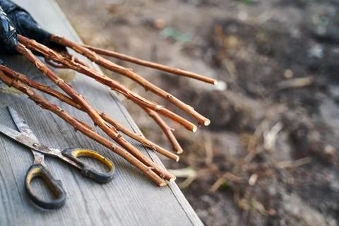 Raspberry bush saplings seedlings ready to be planted on the wooden garden bench Stock Photos