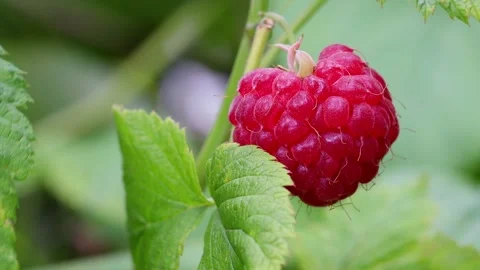 A raspberry on a bush in the sun 4k 30fps Stock Footage 280300539