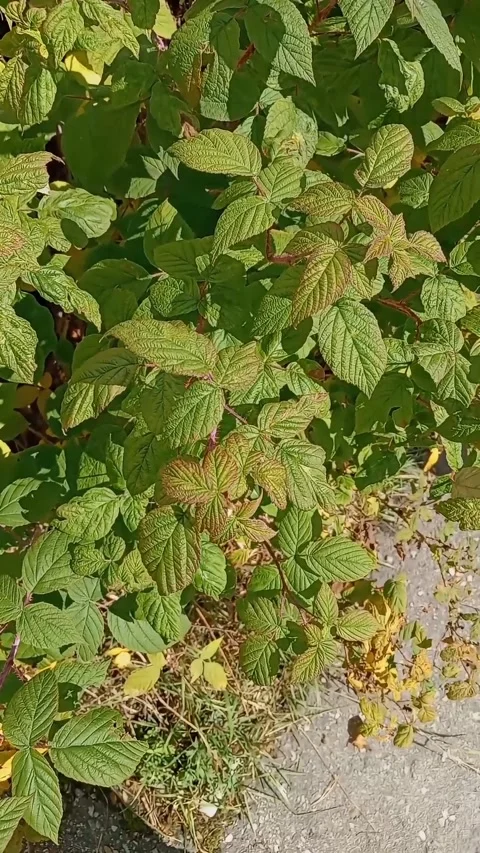 Raspberry bush in the sun Stock Footage 315625256