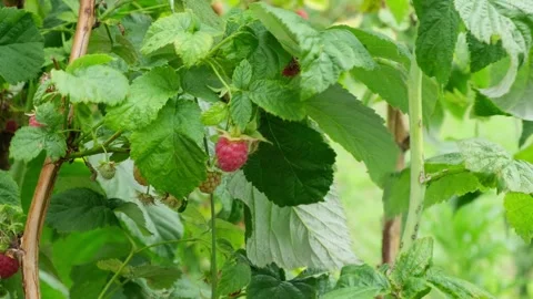 Raspberry on the bush is swaying in the wind. Ripe red berries growing in Stock Footage 291429138