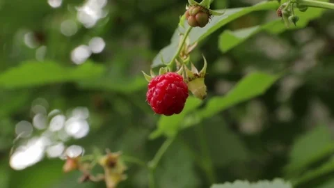 Raspberry Bush Swings from the Wind Stock Footage 78236293