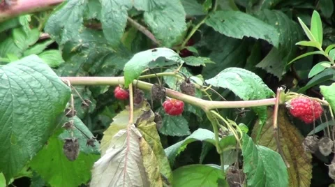 Raspberry Bush waving in the breeze Stock Footage 46000736