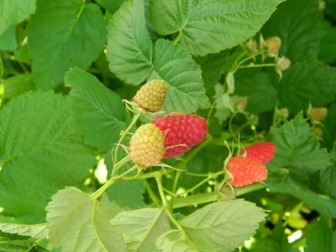 Raspberry bush_2 Stock Photos