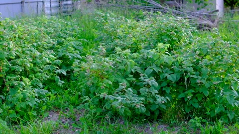Raspberry bushes after flowering with young developing berries growing in sunny Stock Footage 345331264