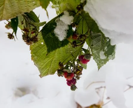 Raspberry-bushes covered by the first snow. Stock Photos