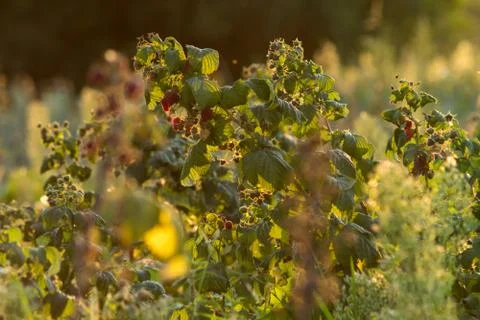 Raspberry bushes in the field Stock Photos