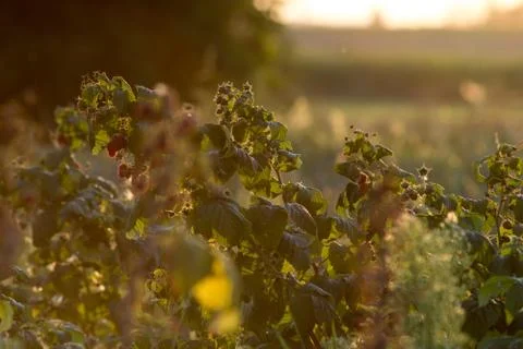 Raspberry bushes in the field Foto stock