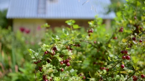 Raspberry bushes fill foreground with ripe red berries Stock Footage 340506196